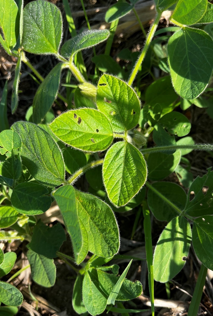 Minor bean leaf beetle feeding.